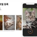 펫나우 이미지