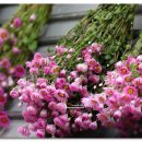 로단테(Rhodanthe) 이미지