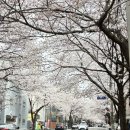 GS25 연남공원점 | 연남 망원 합정 벚꽃명소/벚꽃뷰맛집 추천 | 망원 희우정로 • 망원한강공원 • 연남 벚꽃길 • 합정...