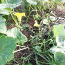 고돌이네 이미지