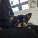 통영숲동물의료센터 | 대전 동물병원 추천 숲 동물의료센터 김기영 수의사 후기