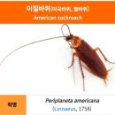 바퀴벌레
