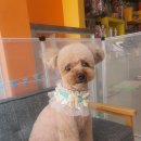 애견미용샵 조이 이미지
