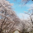 탄천 엑스파크공원 | 용인 벚꽃 명소 호암미술관, 왜 유독 "이 구간이" 여행객들에게 인기 폭발일까?