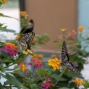 한강시민공원(한강둔치꽃단지) 이미지