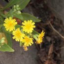 갈맷길(4-1구간) 이미지