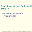 요가탱고. 뇌과학. 신경과학의 기초. Synaptic Transmission (1/3) 이미지