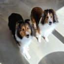 아망도그플레이스 | [거여동 애견카페] 아이와 가볼 만한 곳 아망 도그 플레이스