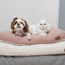 디엔씨펫 이미지