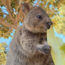 (주)리오메디칼 | [ 11월 2일 ~ 11월 16일 ] 퍼스 20주차 / 로컬 회사 퇴사하다, 인생 2막;로컬 셧다운, 리오틴토 인덕션...