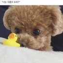 댕댕이지 이미지