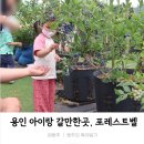 매내골 농장 | 용인 실내 아이와 가볼만한곳, 동물체험 블루베리따기 체험 포레스트벨 방문후기