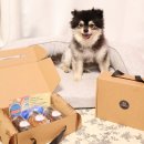 고르다 수제간식 | 더건강하개 강아지 수제간식 3종 선물세트 먹방 리얼 솔직 리뷰