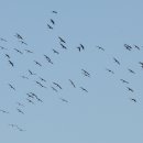 벌교꼬막정식 이미지