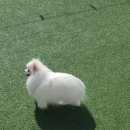 486독캠프 이미지