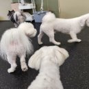 멍뭉유치원 이미지