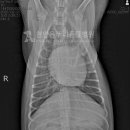 온누리동물병원(천안점) 이미지