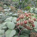 미숙농장 이미지