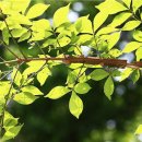 초록초록 이미지