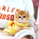 강남 고양이 분양 캣프렌즈 이미지