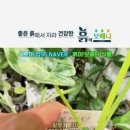 흙이보배다식물