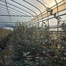 밀양농장 이미지