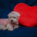 김포씨엘동물의료센터 이미지