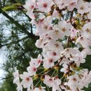 아그네스 통상 이미지