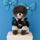 몽몽이-펫피플 미용실 | 포메라니안 곰돌이컷 스타일 [분당 애견미용 후기/사진 대방출]