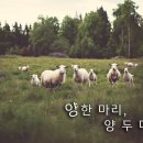 양한마리 이미지