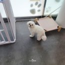 외대떡사랑 이미지