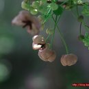 바바나 Daum카페