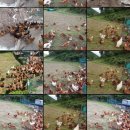 옛산골농장 이미지