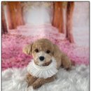 퍼피루시드 이미지