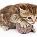 고등동물병원 이미지