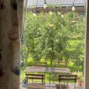 맨션애플트리 이미지