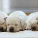 워킹퍼피 이미지