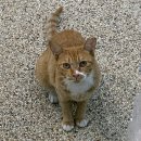 (코에 흰 무늬) 고양이를 찾습니다! 서울시 중랑구 사가정역 3번출구쪽 성지동물병원 앞에서 놓침 이미지