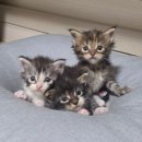 그루밍캐터리 | 【메인쿤캐터리분양】 왕크니깐 왕귀여운 대형고양이 만나보세요!