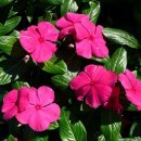 10월23일의 꽃은 '일일초 (Madagascar Periwinkle)', 이미지