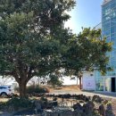 코우코알라 | 제주 중문카페 코우코알라 뷰맛집