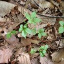 1197 | 오지산행후기(1197차) 연천 蔘정찰 2024.04.29(월)