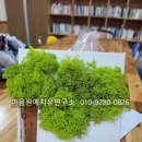 초록나무연구소