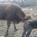 정원한우농장 이미지