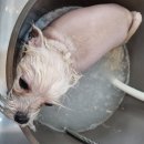 오도독뽀도독 이미지