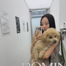 228약국 | 대구 동성로 염색 잘하는 미용실 로민헤어 동성로점 미루디자이너 톤다운 후기 | 동성로애견동반가능미용실