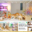 그루밍캐터리 이미지