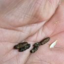 프렌즈동물병원 | 애니멀프렌즈 골든햄스터 치료 후기 - 햄스터웻테일ᆞ햄스터꼬리젖음ᆞ햄스터설사.초기 치료가중요!!