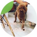 범어애견 이미지