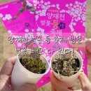 서울 벚꽃 없는 양재천 벚꽃등축제 방문 후기 봄꽃, 동춘서커스, 푸드트럭
